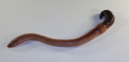 Lumbricus terrestris